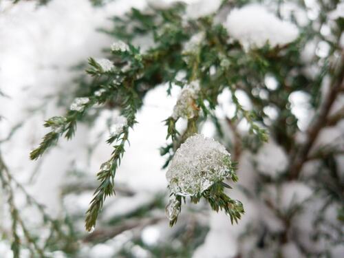 Evergreen Branches Covered in Snow and Ice