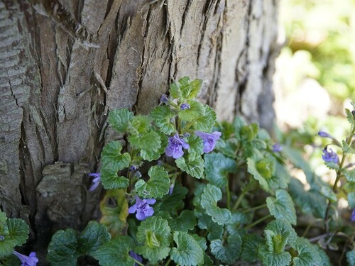 Ground Ivy with Flowers Near Tree Trunk