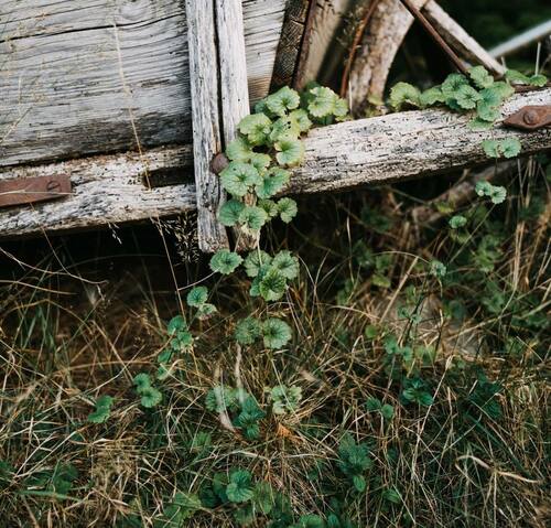 Ground Ivy Climbing on Rustic Wooden Cart