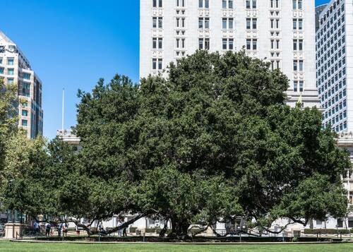 Large Oak Tree in Urban Park | Arborist Now