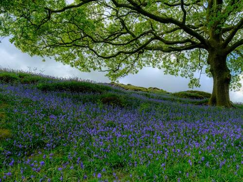 Oak Tree Overlooking Field of Blue Flowers | Arborist Now