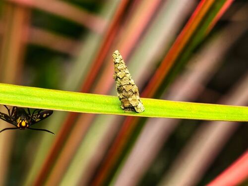 Bagworm on Green Leaf with Moth Below