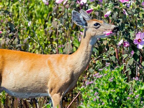 Deer Grazing on Garden Flowers