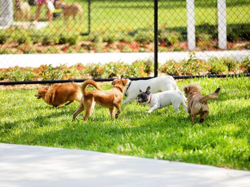 Dogs Playing Together in a Fenced Dog Park