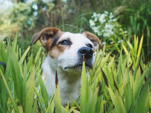 Dog Hidden Among Tall Grass in Nature