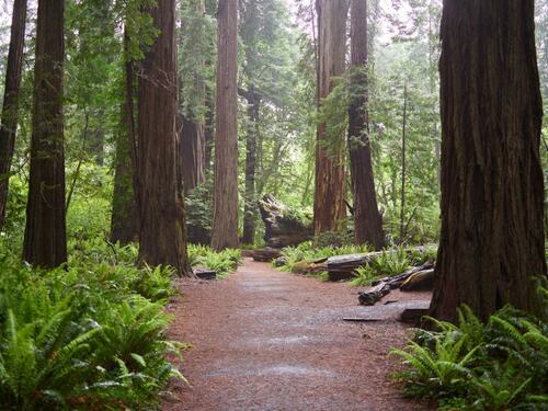 Majestic Redwood Grove Path | Arborist Now