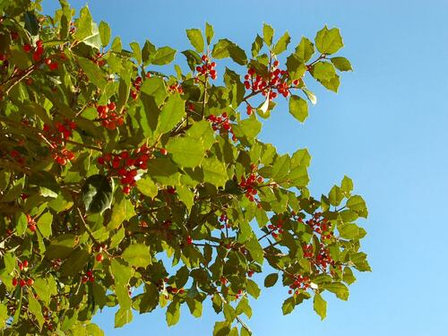 Holly Branch with Red Berries Against Blue Sky