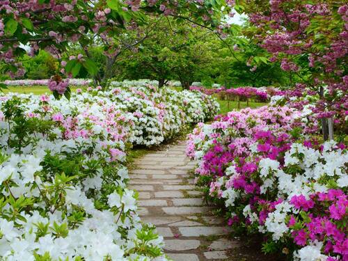 Pathway Through Blooming Azalea Gardens