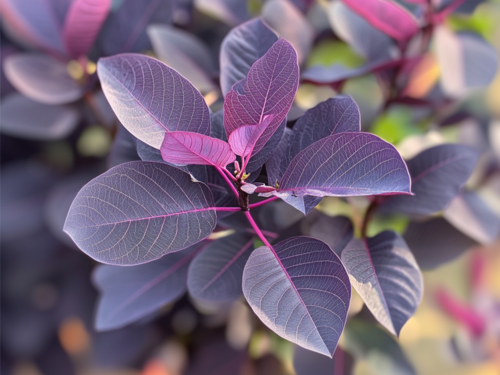 Vibrant Purple Foliage Close-Up