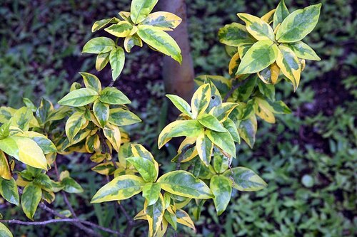 Vibrant Yellow-Green Euonymus Leaves