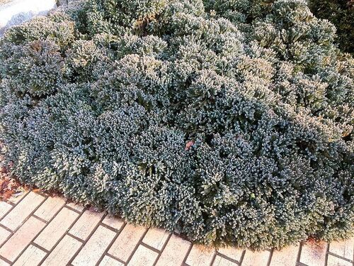 Dense Juniper Ground Cover in Winter