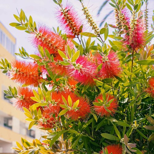 Vibrant Lemon Bottlebrush in Bloom