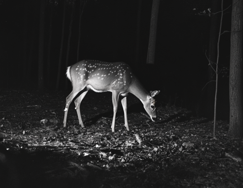 Deer Spotted on Wildlife Camera at Night