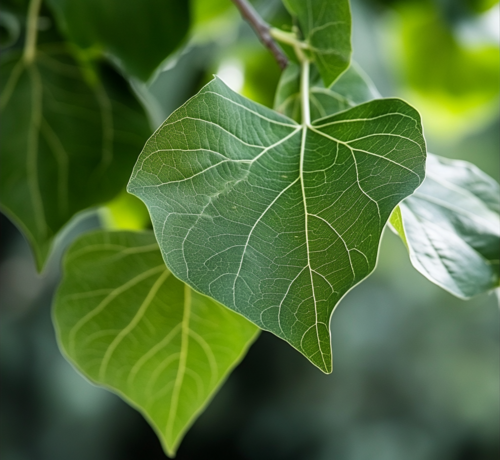 White Poplar Leaf Close-Up