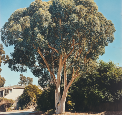 ucalyptus Tree in Urban Landscape