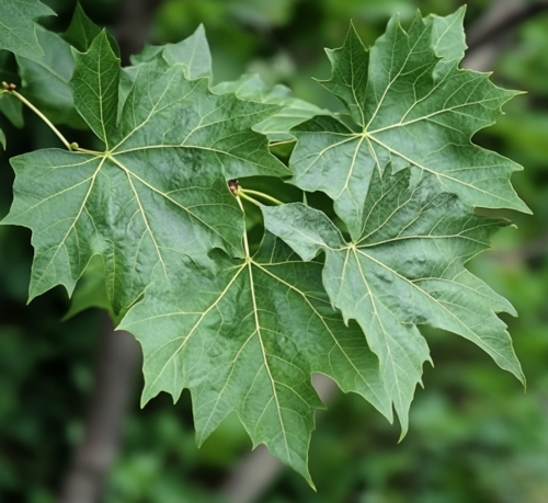 Norway Maple Leaves Close-Up