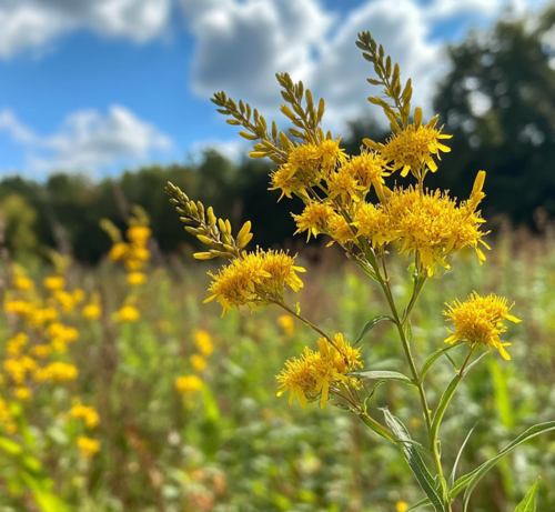 Goldenrod Blooming in a Sunny Meadow