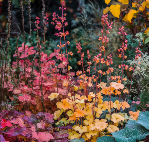 Vibrant Heuchera Foliage in Autumn