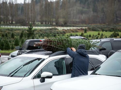 Transporting a Christmas Tree Safely