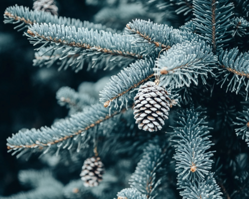 Frosted Pinecones on Blue Spruce Branch