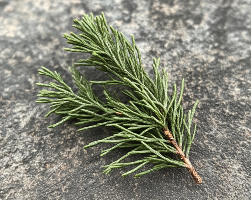 Balsam Fir Sprig Close-Up