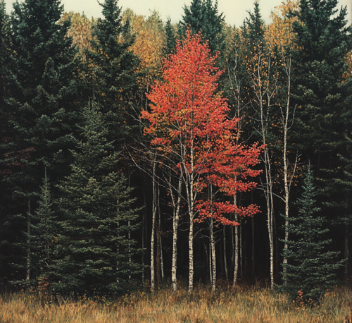 Vibrant Maple Among Evergreens