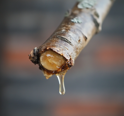 Tree Sap Dripping from Branch