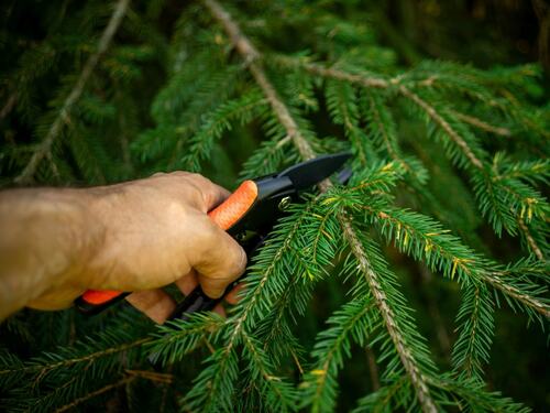 Pruning Evergreen Branches Safely