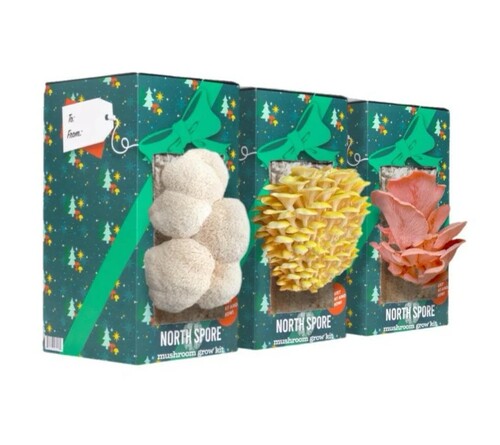 Holiday Mushroom Grow Kits Trio