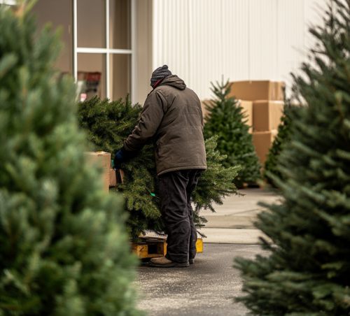 Unloading Fresh Christmas Trees for Sale