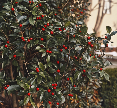 Winterberry Holly with Bright Red Berries