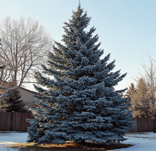 Colorado Blue Spruce in Winter Sunlight