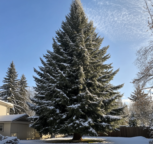 Snow-Covered Douglas Fir Tree