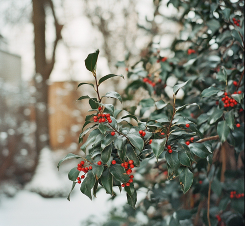 Winter Holly with Red Berries