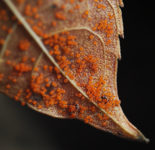 Leaf with Rust Mite Infestation