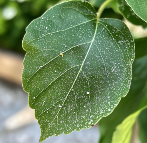 Leaf with Spider Mite Damage