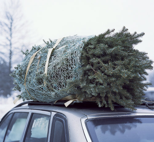 Transporting a Wrapped Christmas Tree