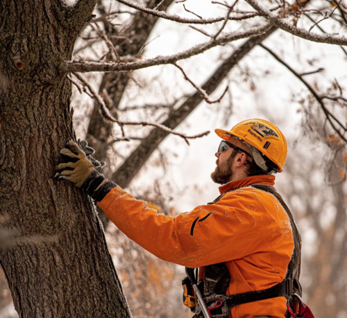 Arborist Inspecting Tree for Frost Damage