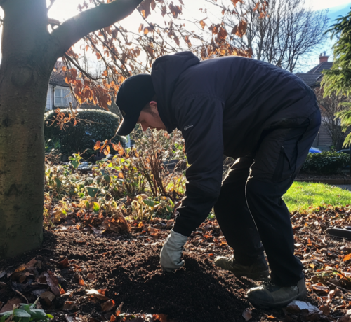 Gardener Mulching a Tree in Early Winter