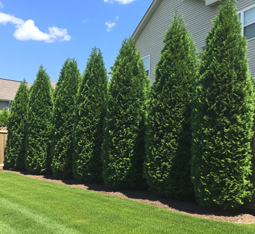 Arborvitae Privacy Screen in Backyard