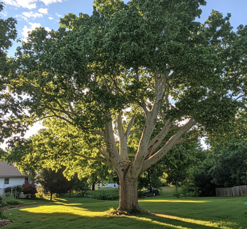 Large Sycamore Tree in Backyard