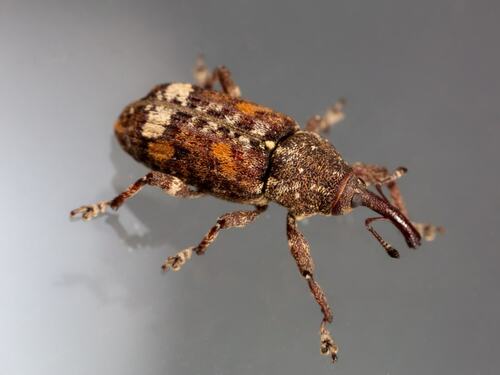 Close-Up of Weevil on a Surface