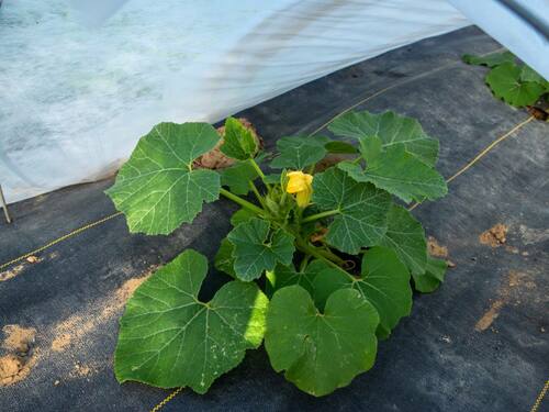 Young Squash Plant Under Protective Cover