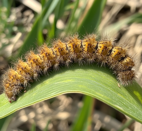 Spiny Caterpillar on Leaf