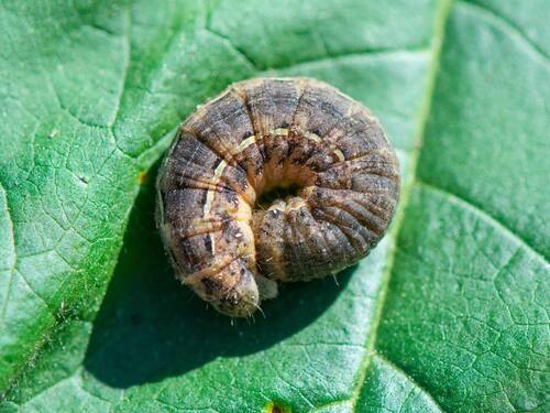 Cutworm on Green Leaf Close-Up