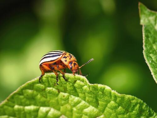 Striped Colorado Potato Beetle