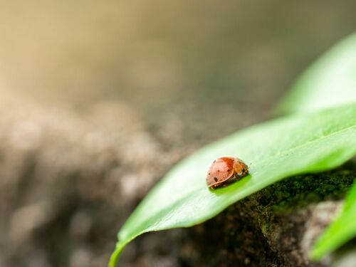 Ladybug Resting on Green Leaf