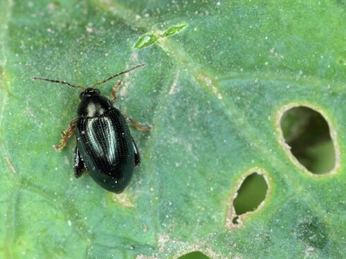 Flea Beetle on Damaged Leaf