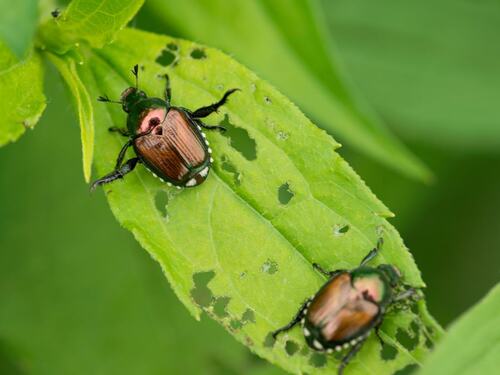 Japanese Beetles on Damaged Leaf