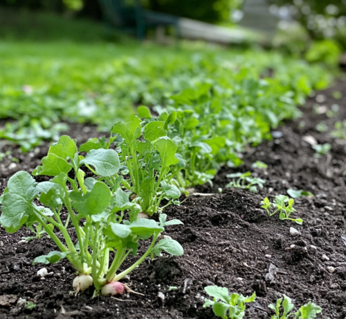 Fresh Radishes Growing in Garden Rows